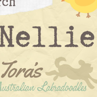 Australian Labradoodles